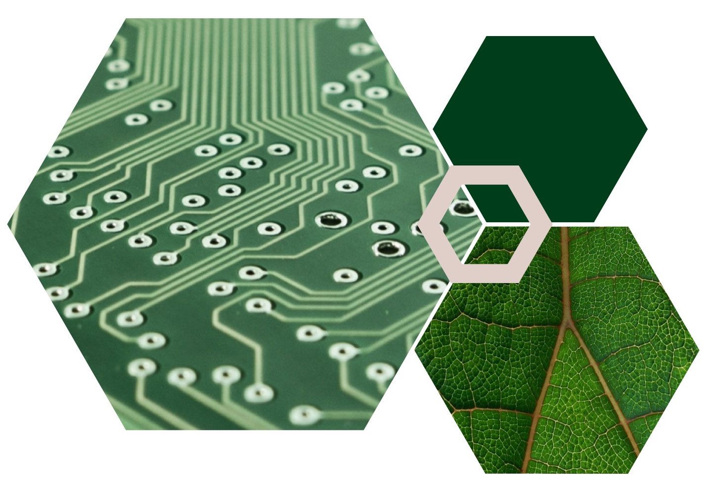Hexagon collage with images of a microchip and a close up of a leaf